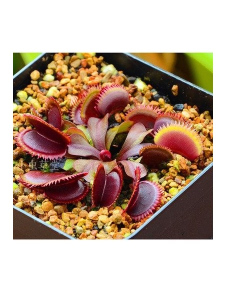 Venus Flytrap Seeds of carnivorous plants.